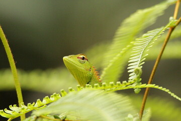 Green Forest Lizard, Sri Lanka 