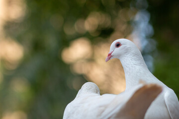 group of pigeons in the park