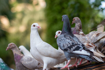 group of pigeons in the park