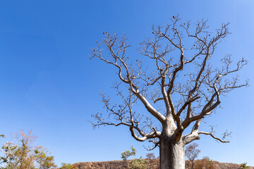 Boab trees, Kimberley, West Australia, Australia.