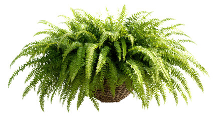 Fern in hanging basket with detailed fronds, on clean isolated on a Transparent background, PNG file.