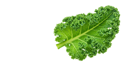 A single vibrant green kale leaf, perfectly formed with intricate curly texture, on a transparent studio background with soft diffused light, abundant copy space, concept of pure nutrition and health