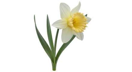 Isolated Daffodil Flower