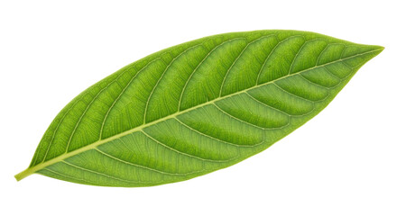 Obraz premium Isolated Green Leaf