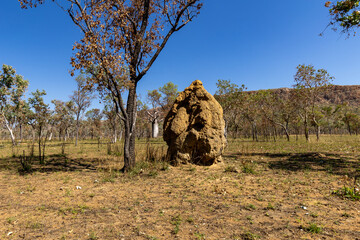 Termite mounds in the Australian Outback.
