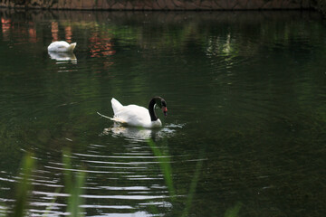 white swan swimming in the lake 