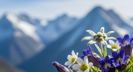 Edelweiss and Gentians in the Alps A Touch of Wild Beauty Against a Majestic Backdrop