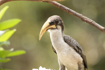 Ceylon Grey Hornbill, Sri Lanka 
Endemic