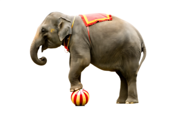 Elephant balancing on striped ball on trunk isolated on a transparent background