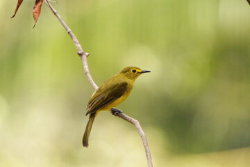 Yellow - Browed Bulbul, Sri Lanka 