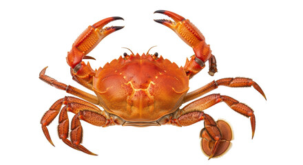 Isolated Red Crab