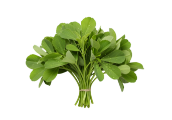 Fresh fenugreek leaves bundle isolated on transparent background, a culinary herb with a distinct aroma and flavor, used in various cuisines worldwide
