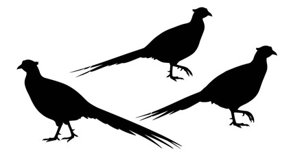 Three elegant pheasant birds depicted in a striking black silhouette against a clean white background showcasing their distinctive long tails and graceful postures silhouette