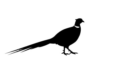 Elegant black silhouette of a pheasant bird with a long tail standing on a white background a striking profile silhouette