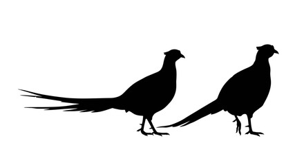 Two elegant pheasants standing side by side in a striking black silhouette against a clean white background showcasing their distinctive plumage and long tails silhouette