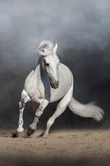 White andalusian stallion with long mane