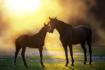 Lovely little foal with a mare