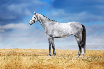 Grey stallion standing against blue sky
