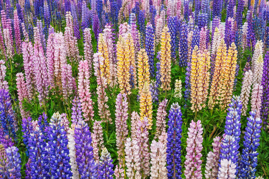 Colorful russel lupin meadow in bloom near Lake Tekapo New Zealand