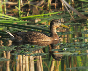 Mallard or wild duck, juvenile bird, in a pond with rich vegetation, Anas platyrhynchos