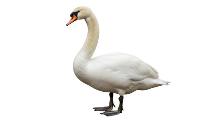 Isolated White Swan