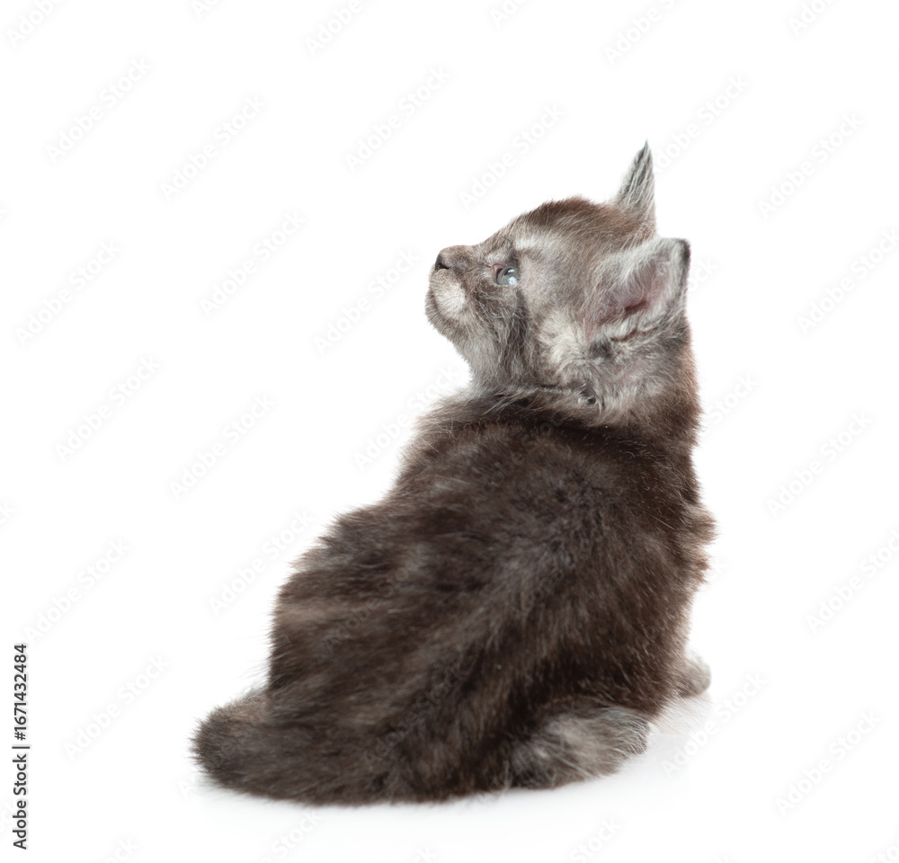 Poster cute tabby tiny maine coon kitten sits in back view and looks away and up on empty space. isolated o