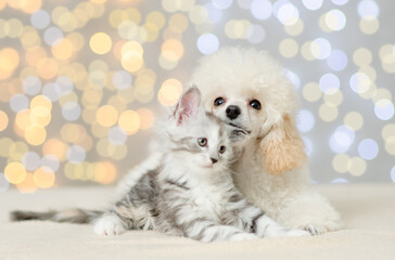 Friendly Poodle puppy bites kittens ear on festive background. Empty space for text