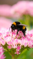 Bumblebee on pink flowers