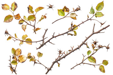Group of thorny rose stems with yellowing leaves and developing seed pods, isolated on transparent background