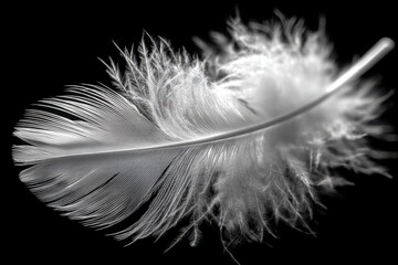 Obraz premium A single white feather delicately floats against a stark black backdrop