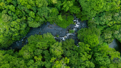 Aerial view of lush green trees in forest with natural stream. Environmental concept, carbon neutrality and net zero emissions. Sustainable green environment.