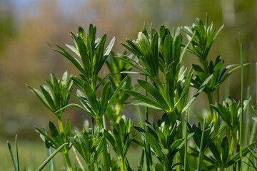 Obraz premium Bright green Galium aparine plants thrive in a sunny meadow during early spring showcasing their unique leaves and climbing capabilities