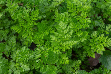 Cow parsley grows abundantly in lush green foliage showcasing its delicate leaves in a natural setting