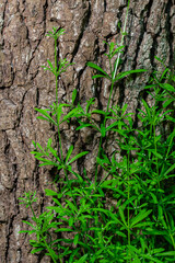 Cleavers plant Galium aparine climbing on tree bark in a forest environment during spring season showing vibrant green leaves