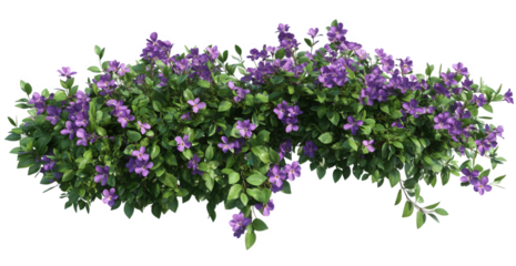 Purple flowering bush isolated on transparent background