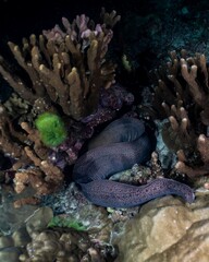 Moray eel hides amongst vibrant coral reef in tropical waters.
