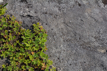 Creeping cinquefoil thriving on rocky surface in natural habitat with vibrant green leaves...