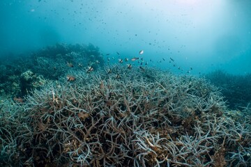 Vibrant coral reef teeming with fish in a tropical underwater scene.