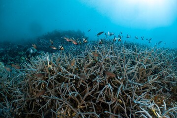 Coral reef teeming with fish in a vibrant underwater scene.