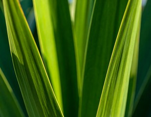 Lush Green Plant Leaves Close-Up Outdoors