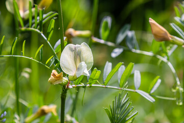 Fine-leaved vetch blooms profusely in a lush green habitat under bright sunlight during spring...