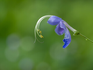 優美なカリガネソウの花