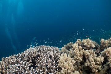Coral reef teeming with fish under clear turquoise water.