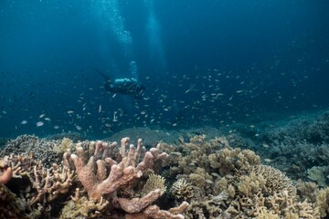Scuba diver explores vibrant coral reef teeming with fish.