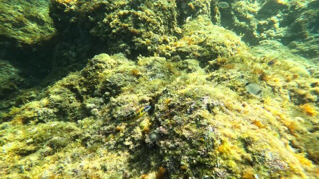 Colorful ornate wrasse and damselfish swimming near algae covered rocky mediterranean seabed, revealing marine ecosystem diversity