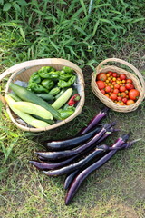 （縦位置）夏野菜の収穫