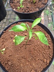 young plant in soil
