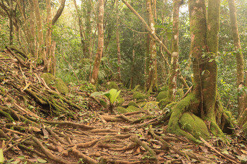 Morne Blanc Trail im Morne Seychellois Nationalpark auf Mahé