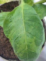 close up of a green leaf