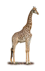 Majestic Giraffe standing tall with its long neck and patterned coat against a white background